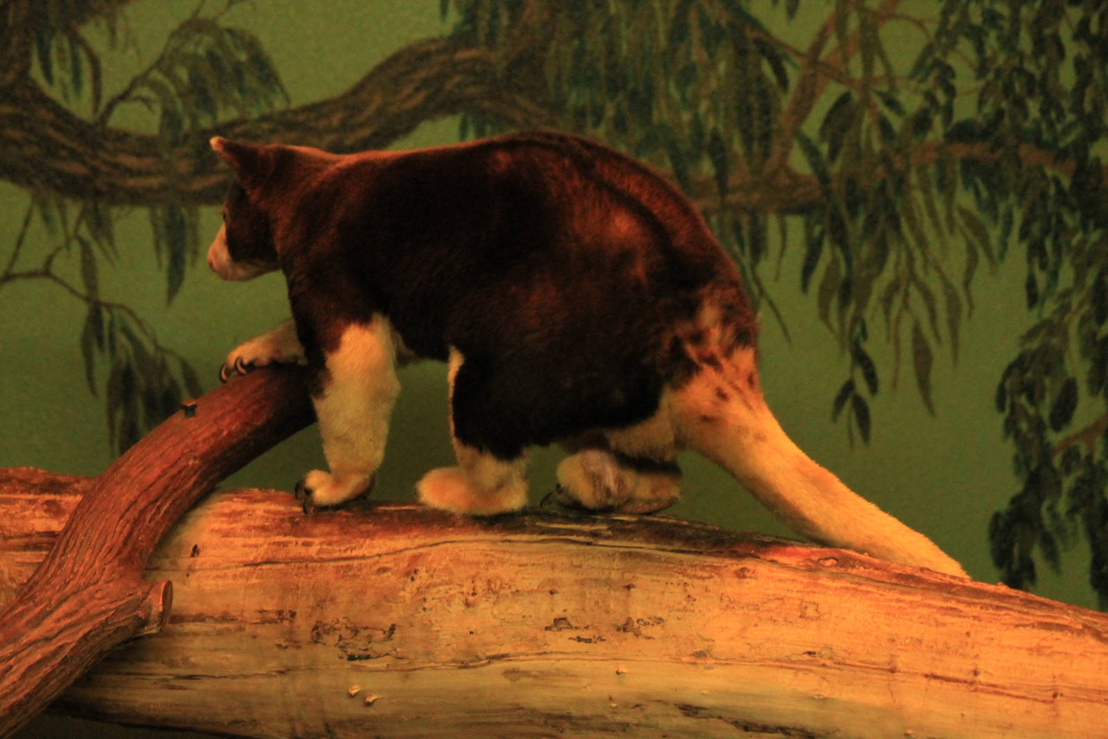 Matschie's Tree Kangaroo