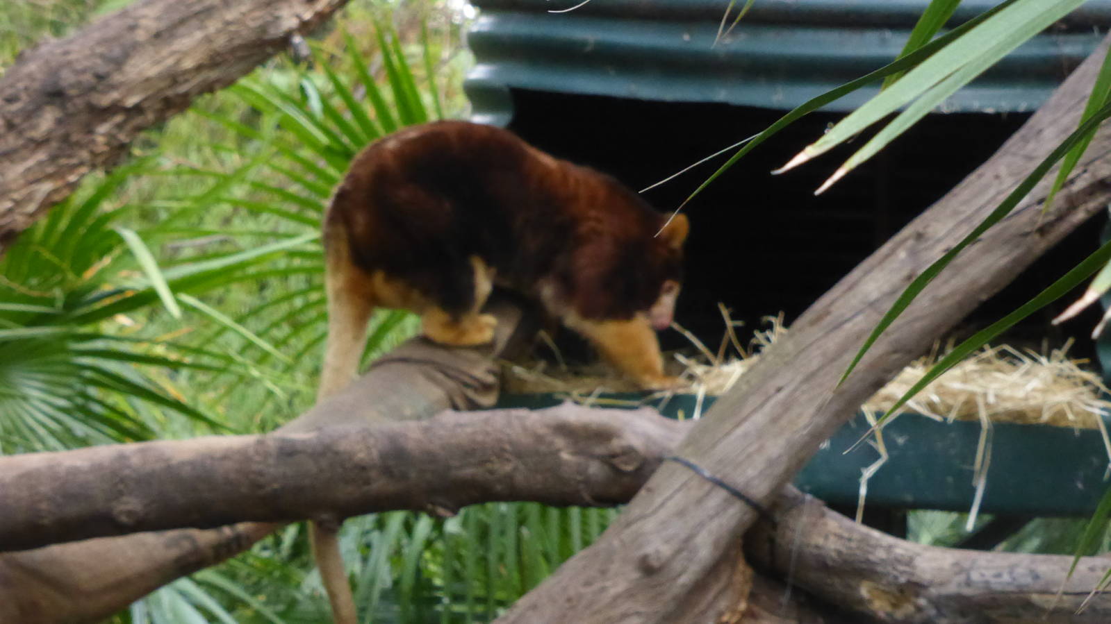 Matschie's Tree Kangaroo