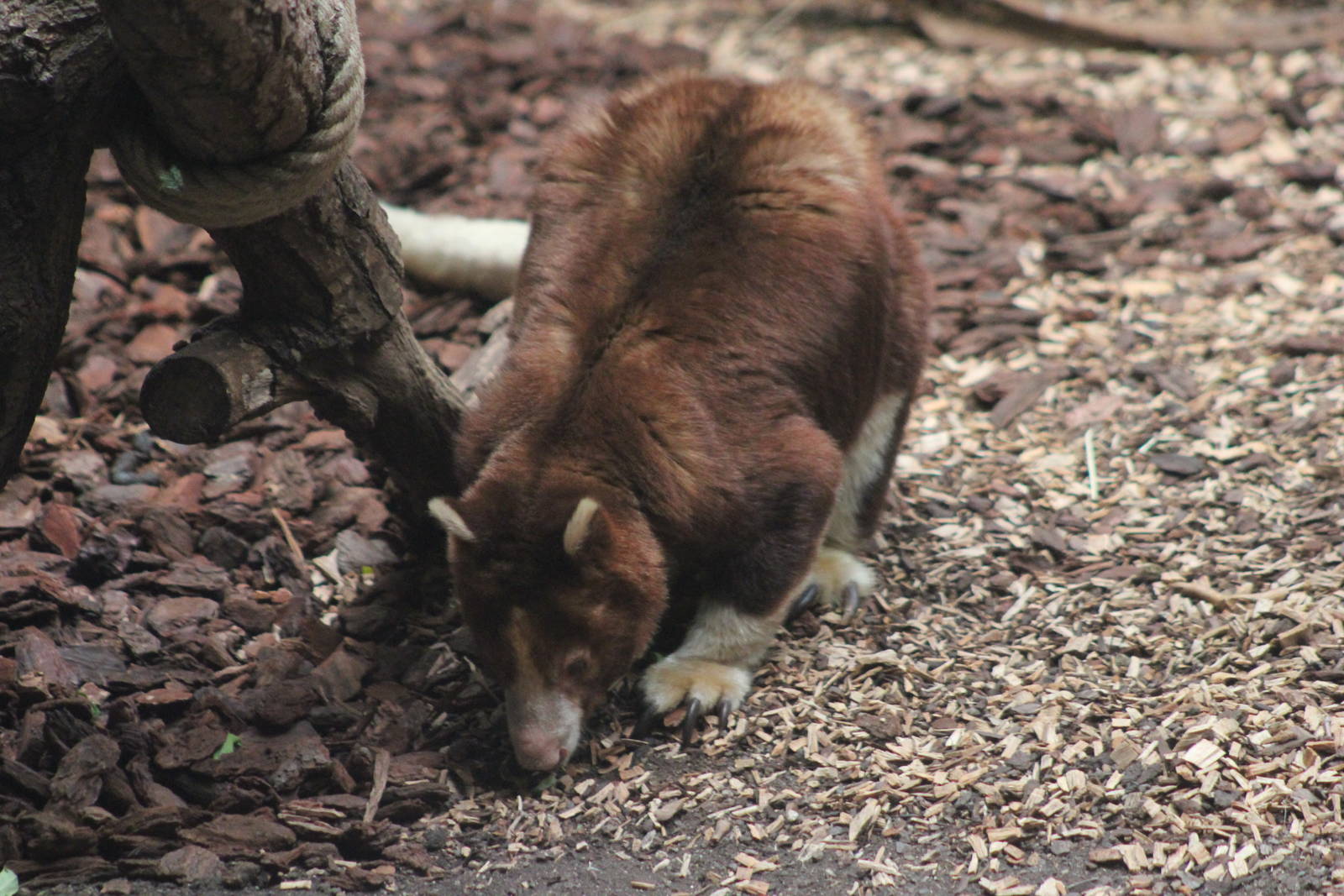 Matschie's tree-kangaroo