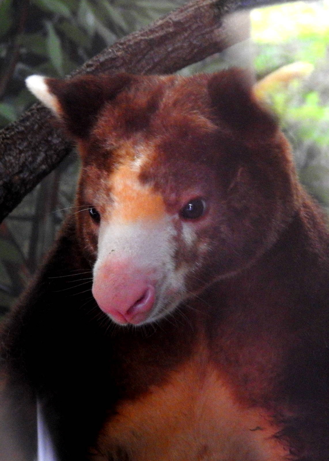 Matschie's Tree Kangaroo