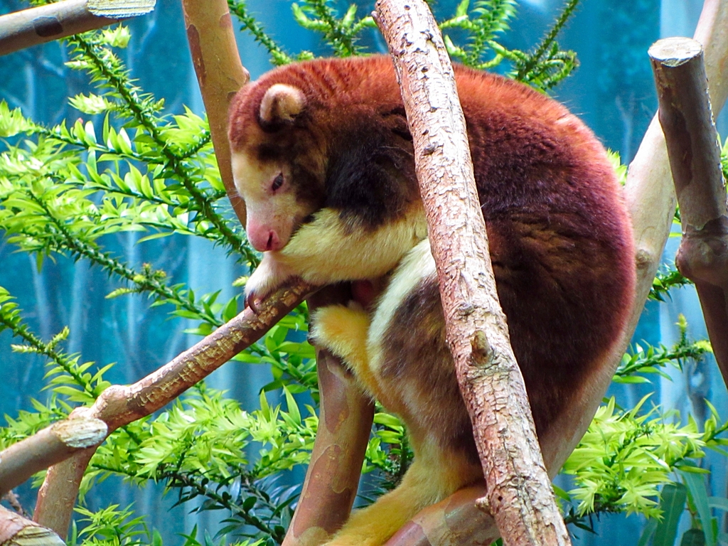 Matschie's Tree Kangaroo