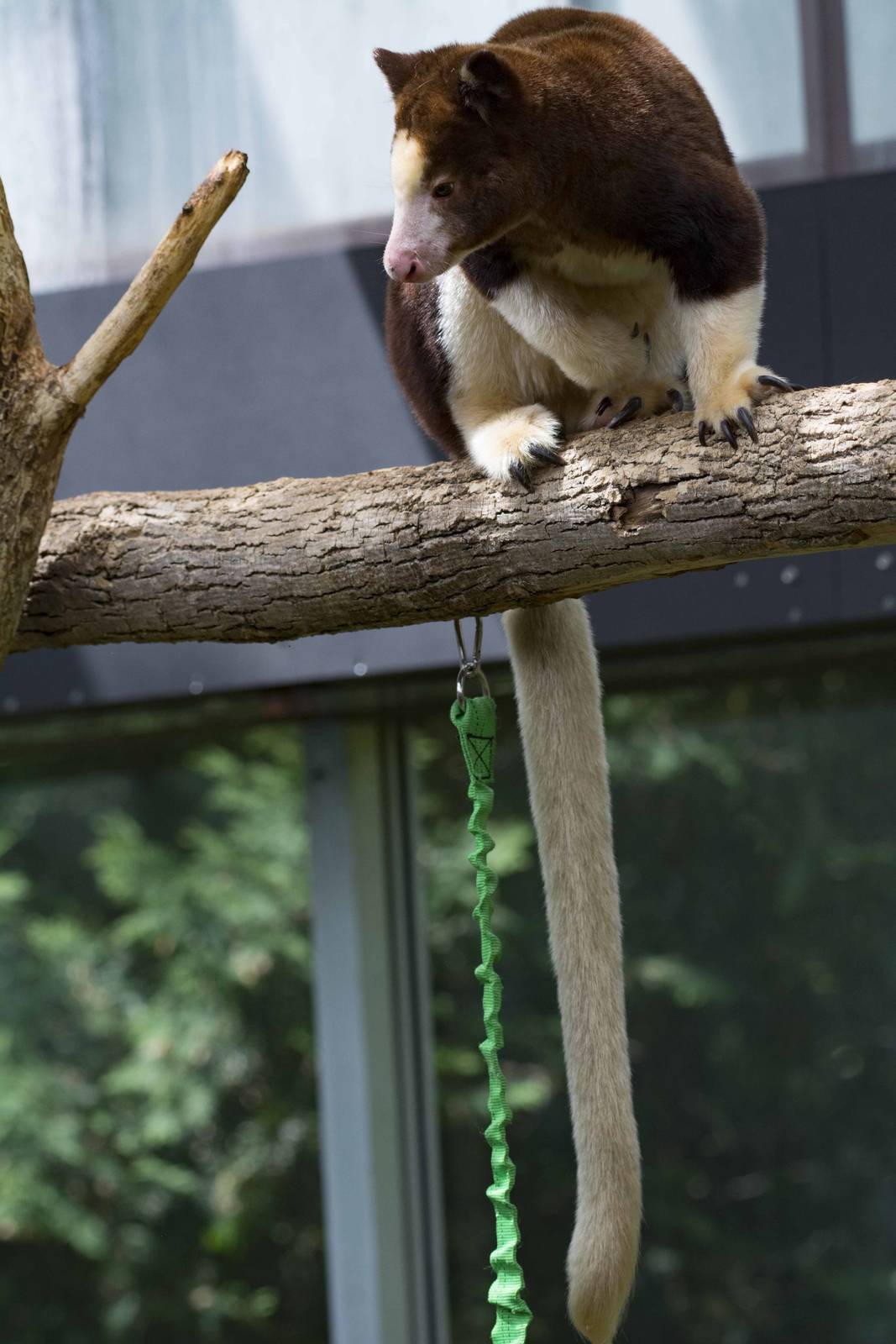 Matschie's Tree Kangaroo