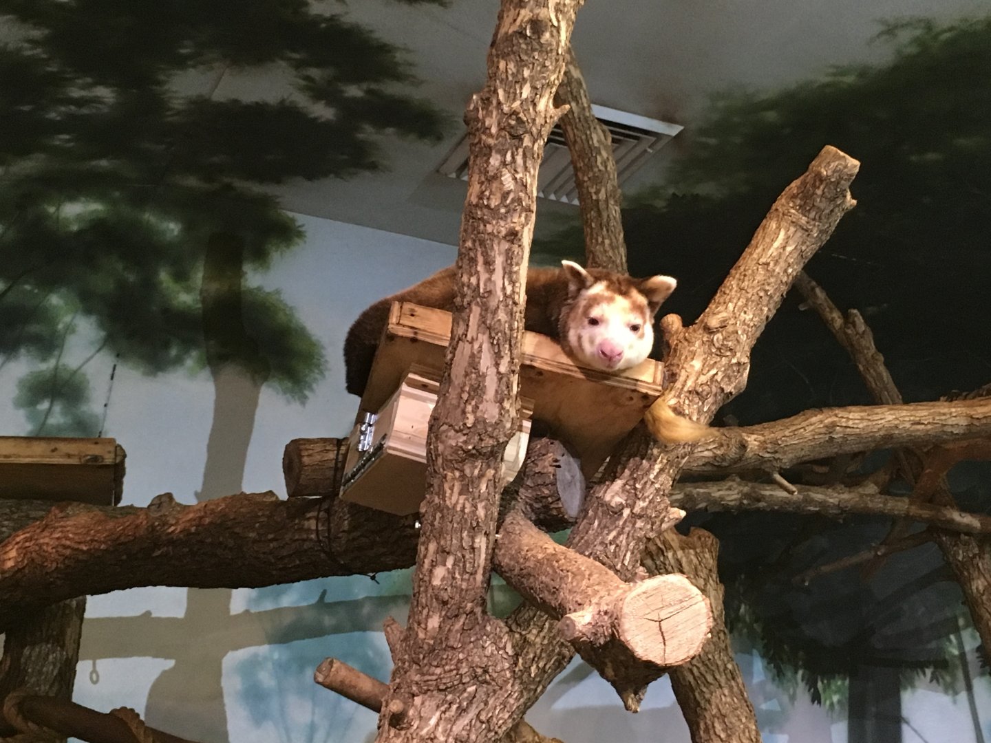 Matschie's Tree Kangaroo