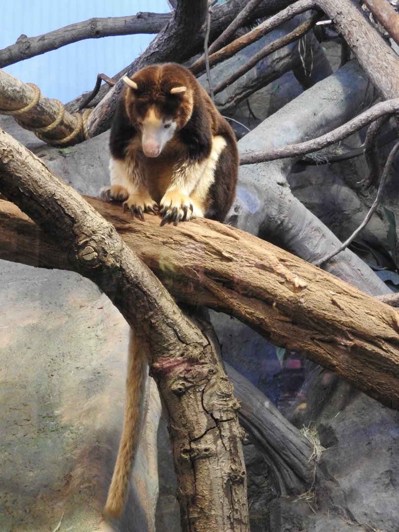 Matschie's Tree Kangaroo