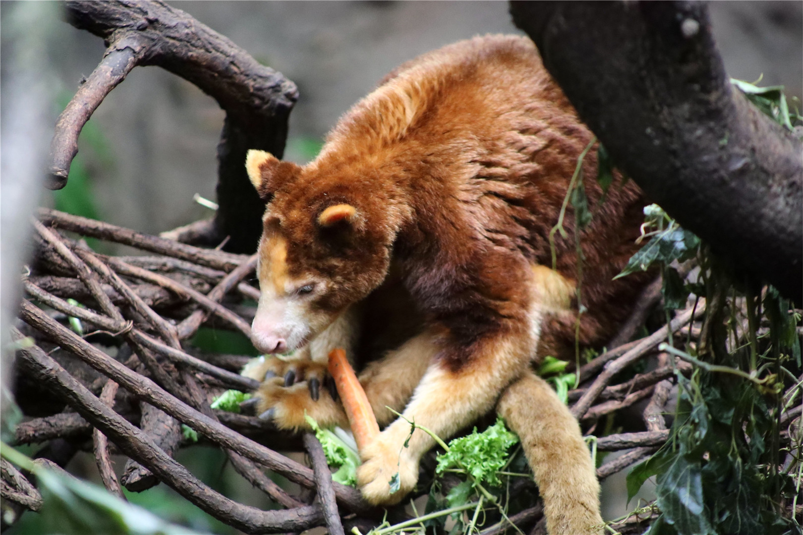 Matschie's tree-kangaroo