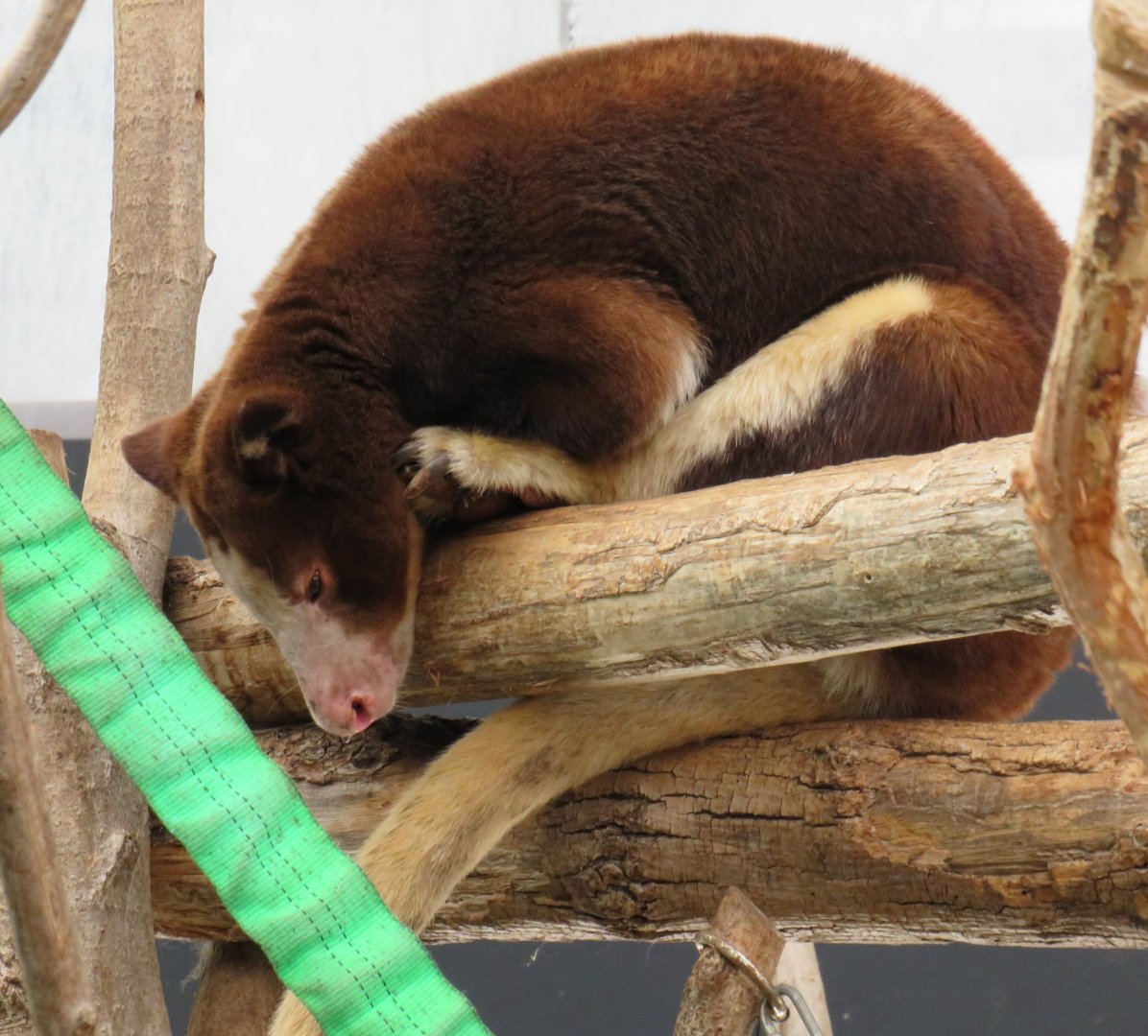 Matschie's tree kangaroo