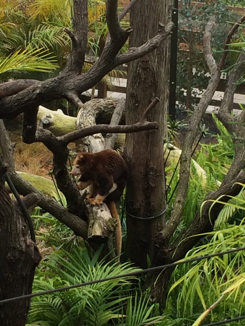 Matschies Tree Kangaroo