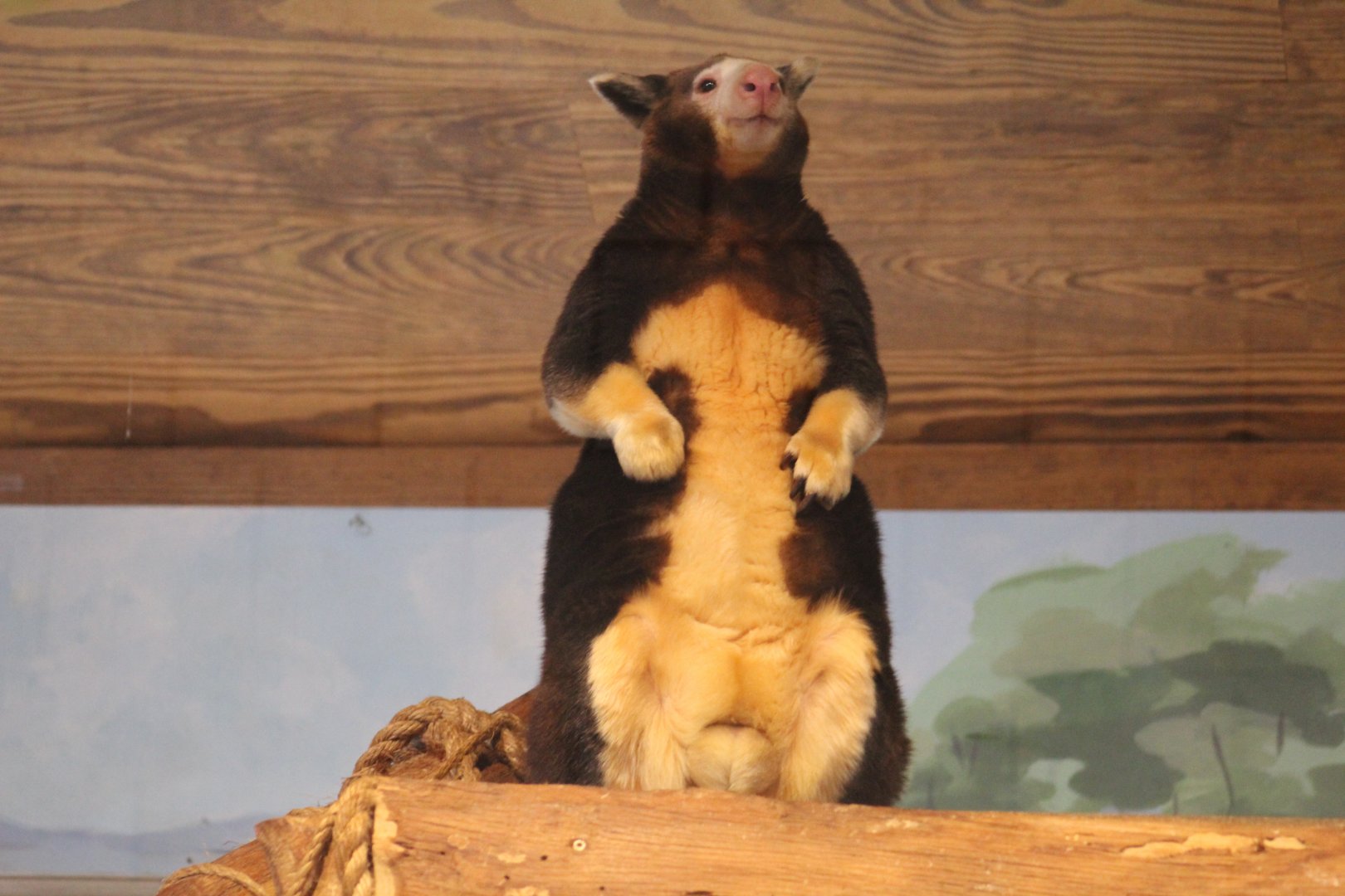 Matschie's Tree-Kangaroo