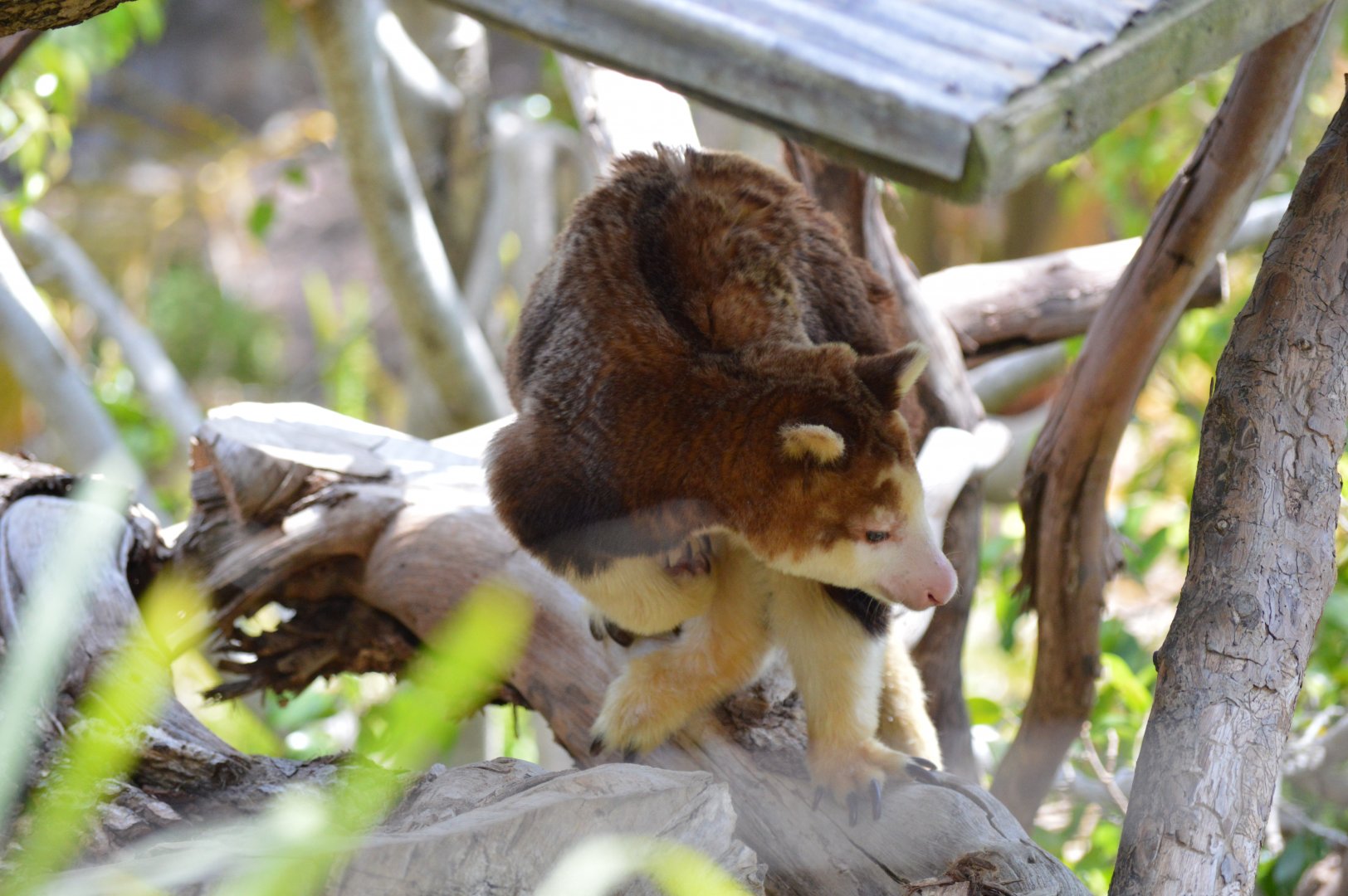 Matschie's Tree Kangaroo