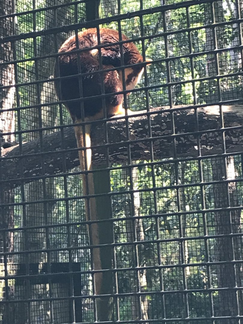 Matschie's tree kangaroo