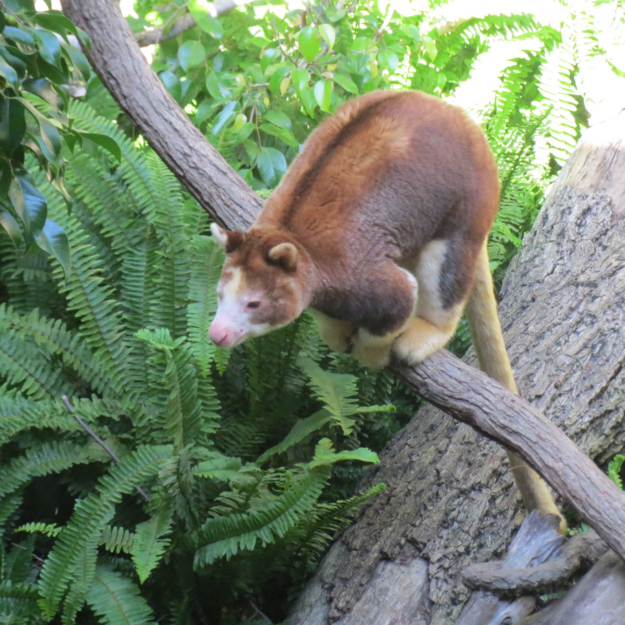 Matschie's Tree Kangaroo
