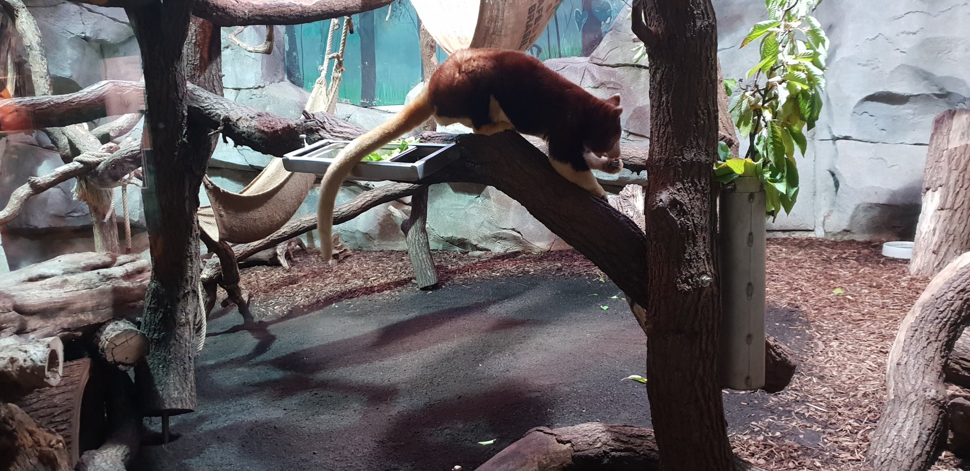 Matschie's Tree-kangaroo
