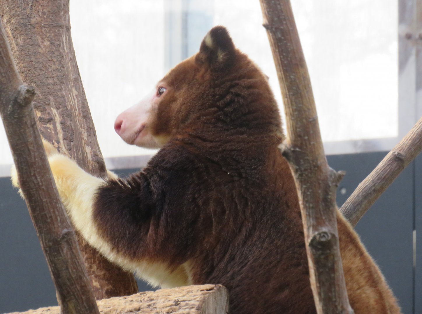 Matschie's tree kangaroo