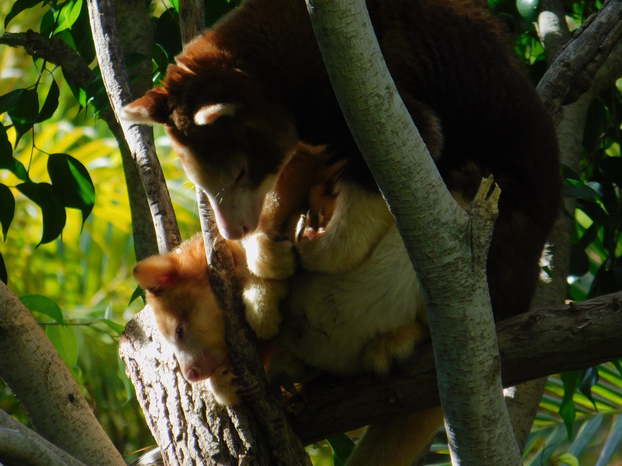 Matschie’s Tree Kangaroo