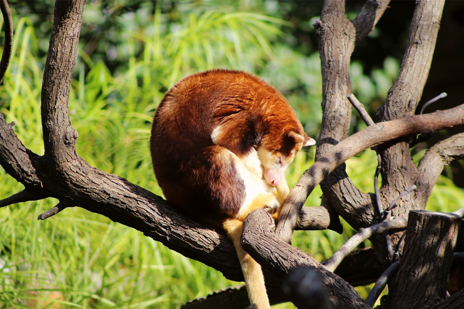 Matschie's tree-kangaroo