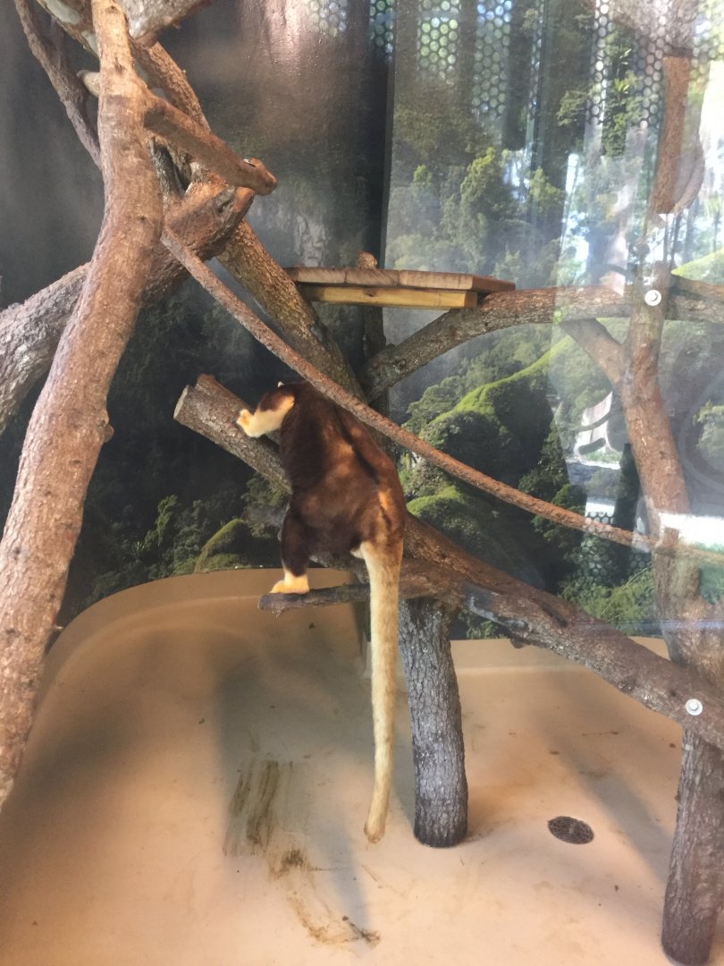 Matschie's Tree Kangaroo