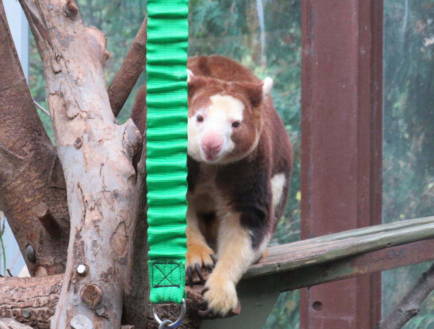 Matschie's tree kangaroo
