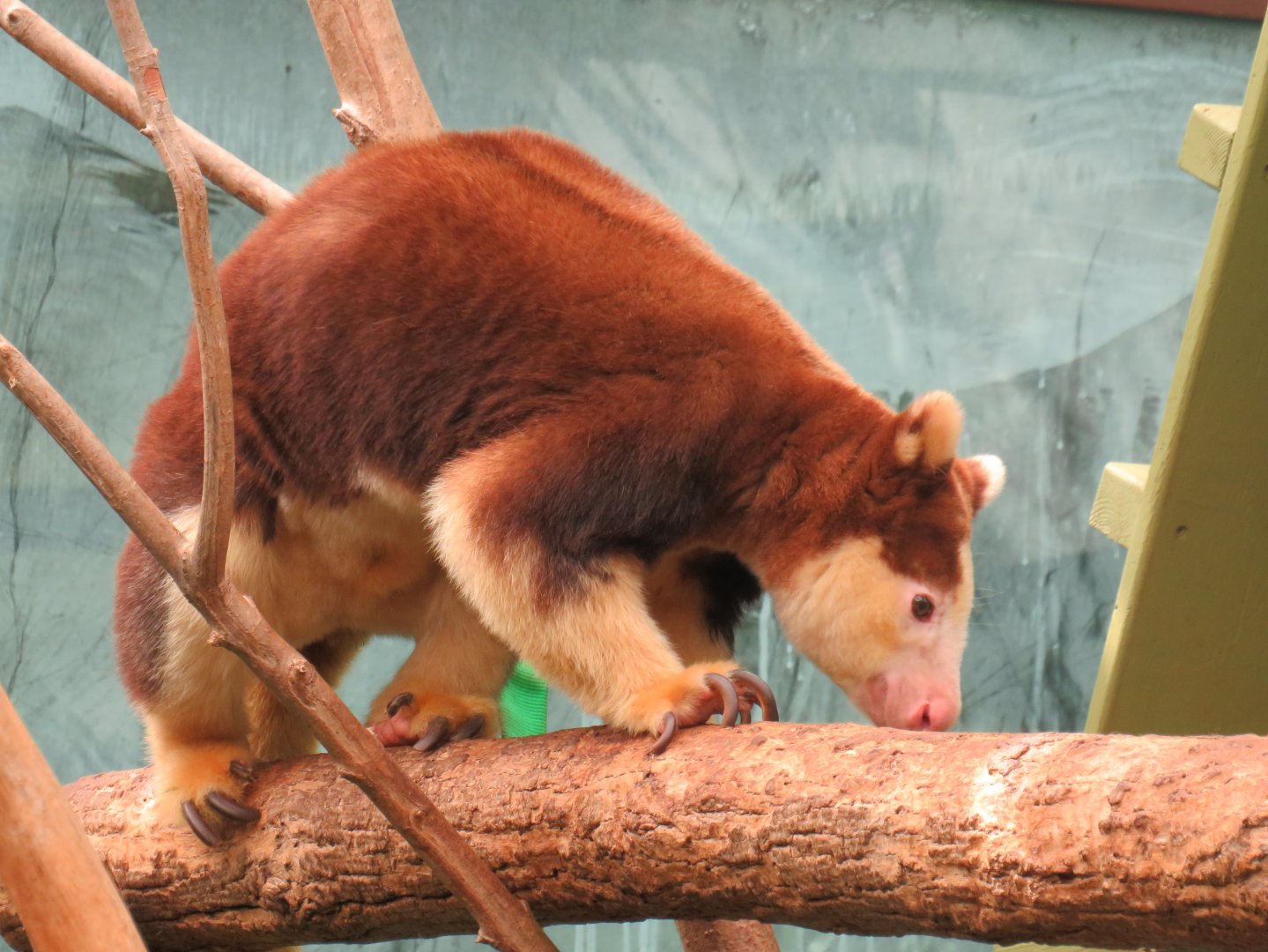 Matschie's tree kangaroo