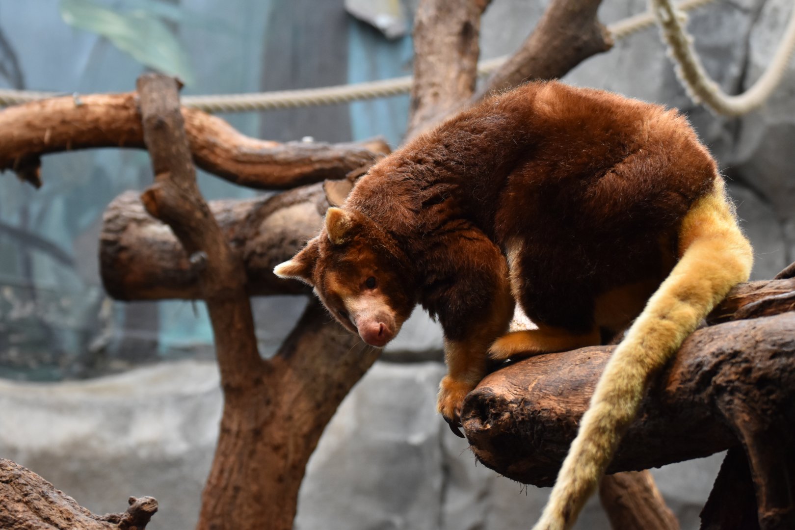 Matschie's tree-kangaroo