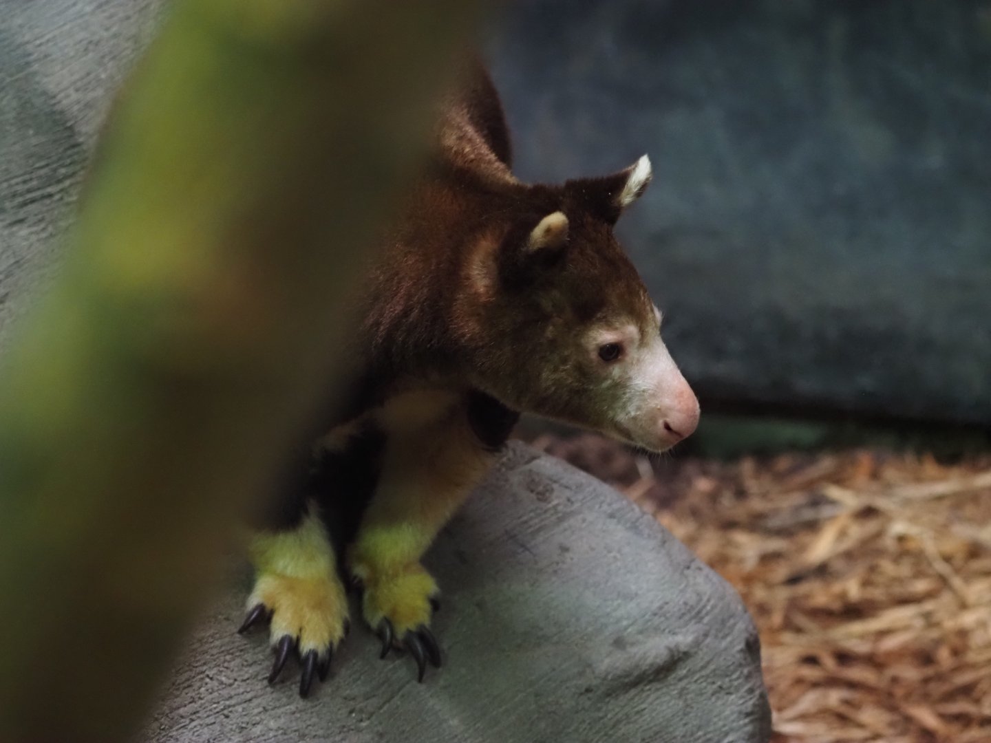 Matschie's tree kangaroo