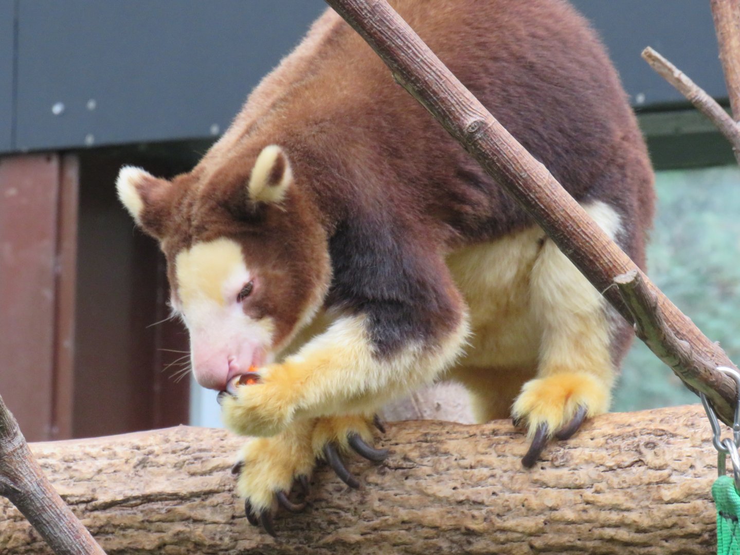Matschie's tree kangaroo