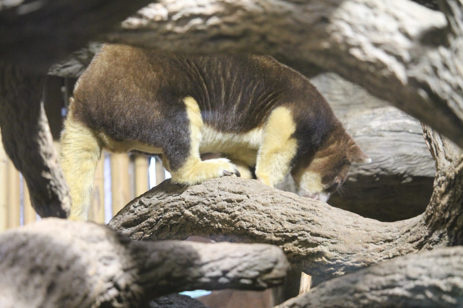 Matschie’s Tree Kangaroo