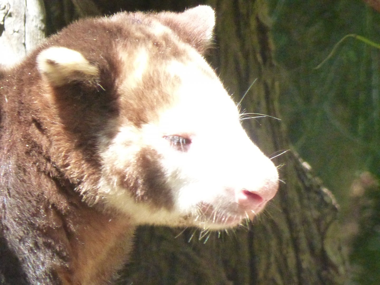 Matschies tree kangaroo