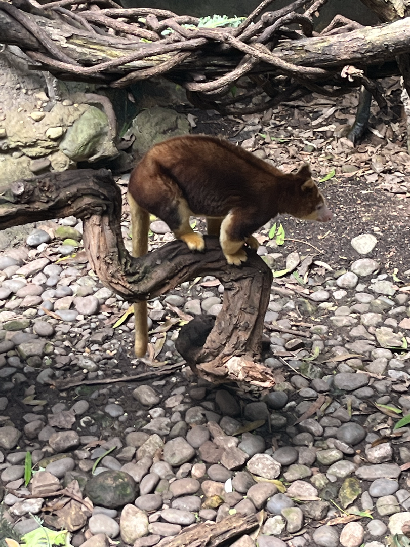 Matschie's tree kangaroo