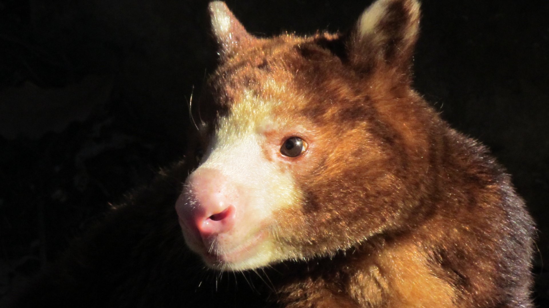 Matschie’s Tree Kangaroo