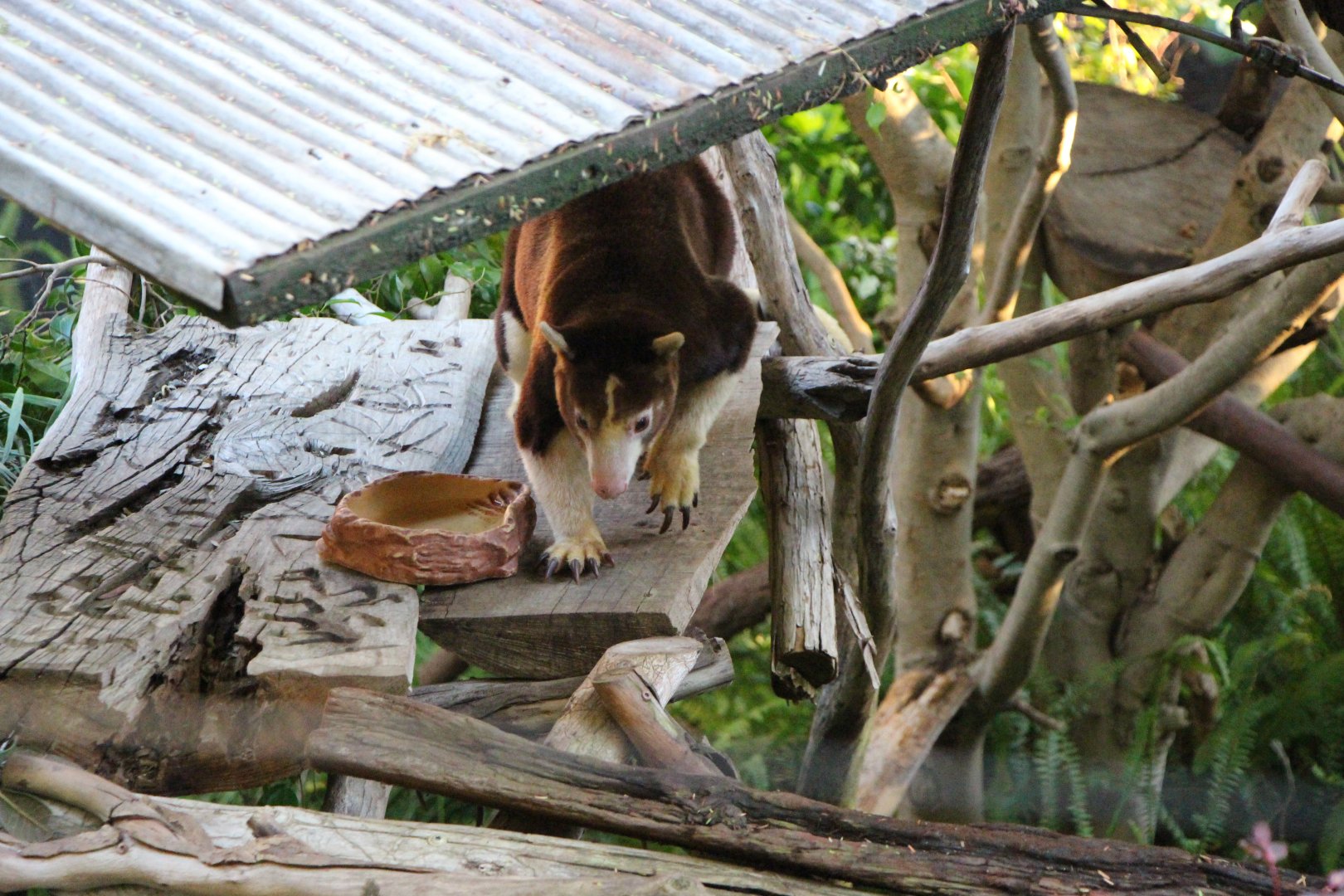 Matschie’s Tree-kangaroo