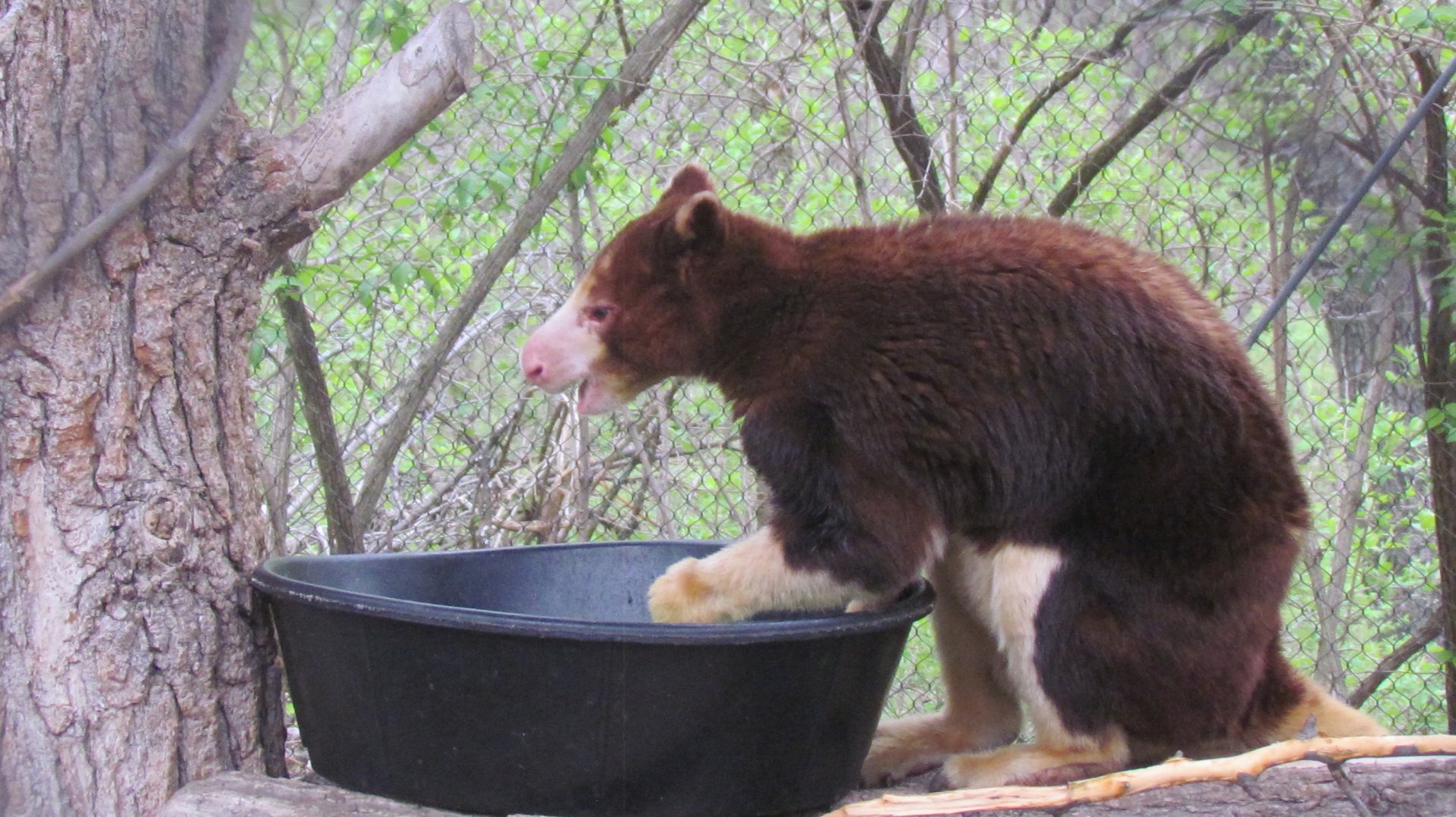Matschie’s Tree Kangaroo