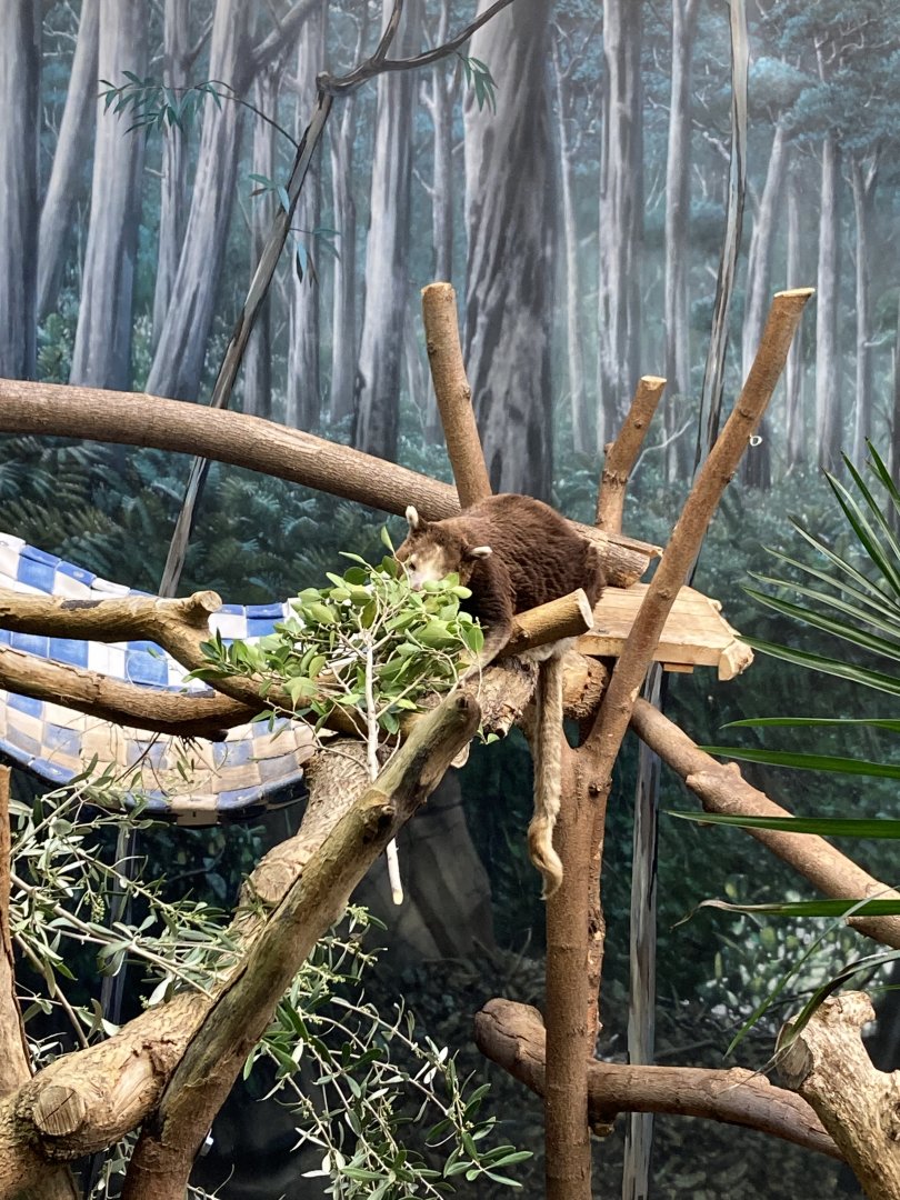 Matschie’s tree-kangaroo