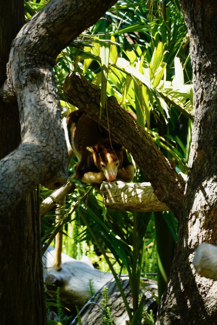 Matschie’s Tree-Kangaroo