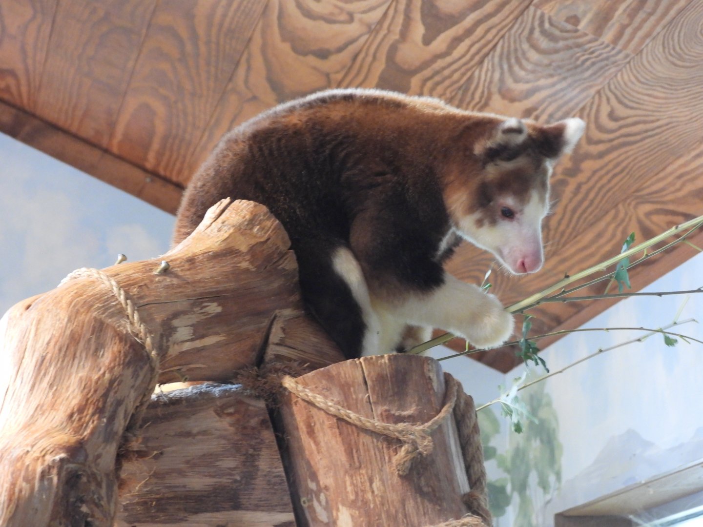 Matschie's tree-kangaroo