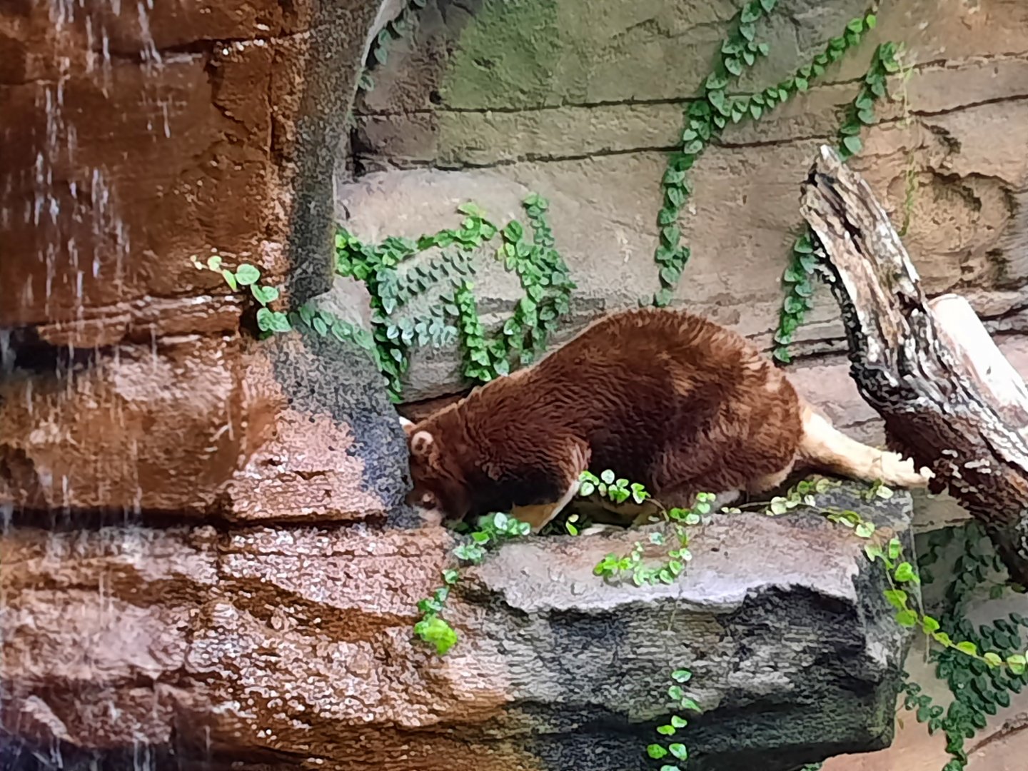 Matschie's Tree Kangaroo