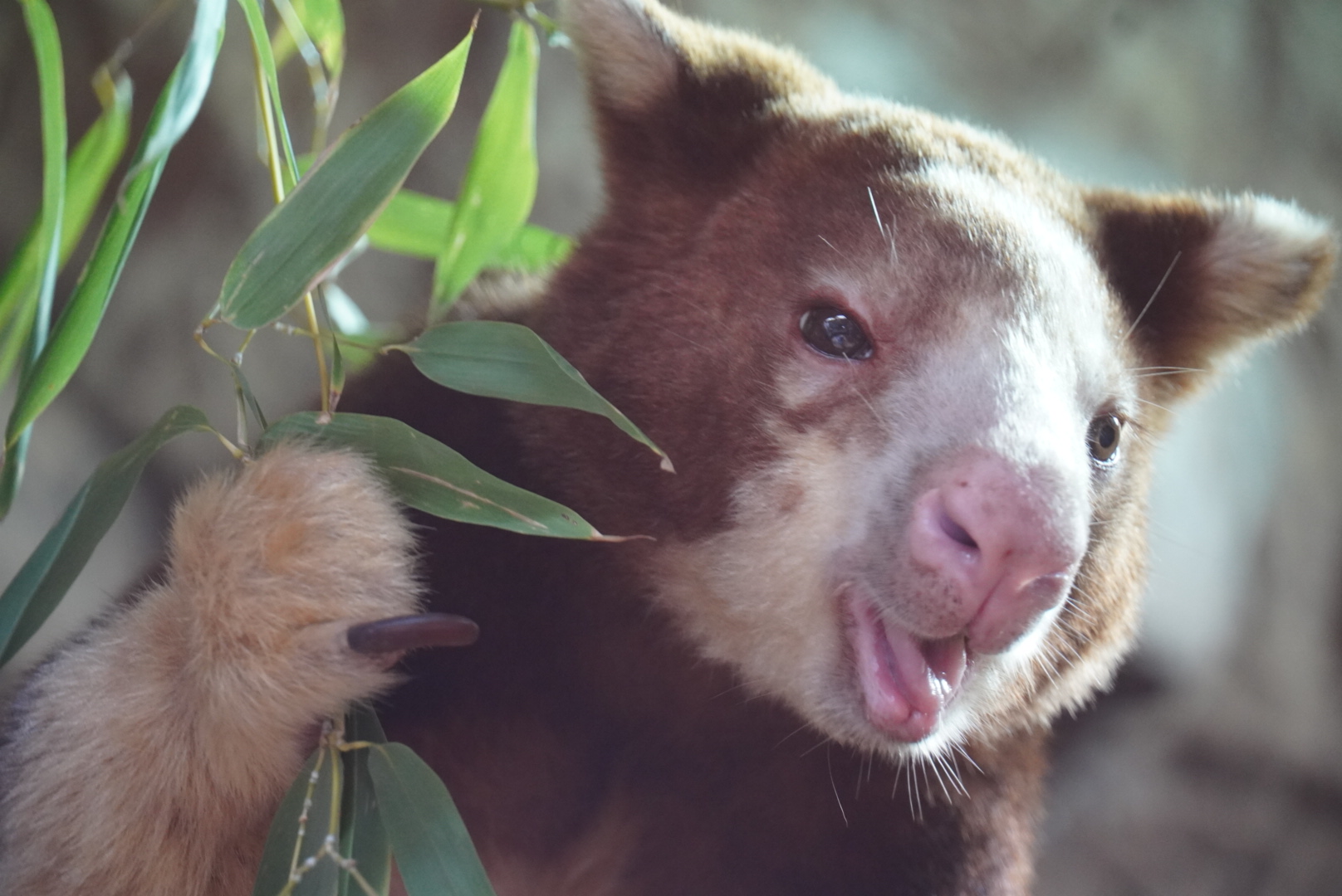 Matschie’s Tree Kangaroo