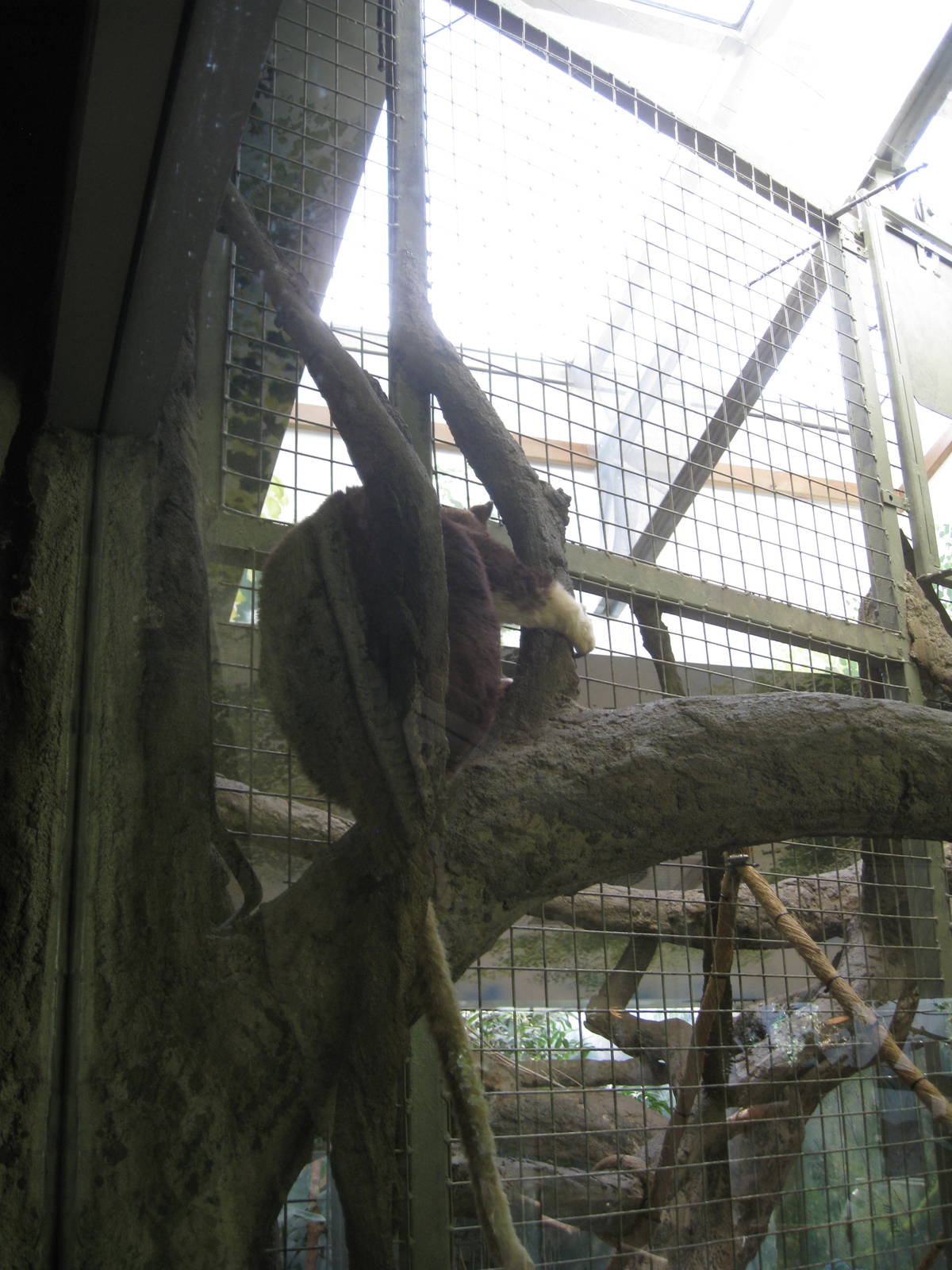 Matschie's Tree-kangaroo