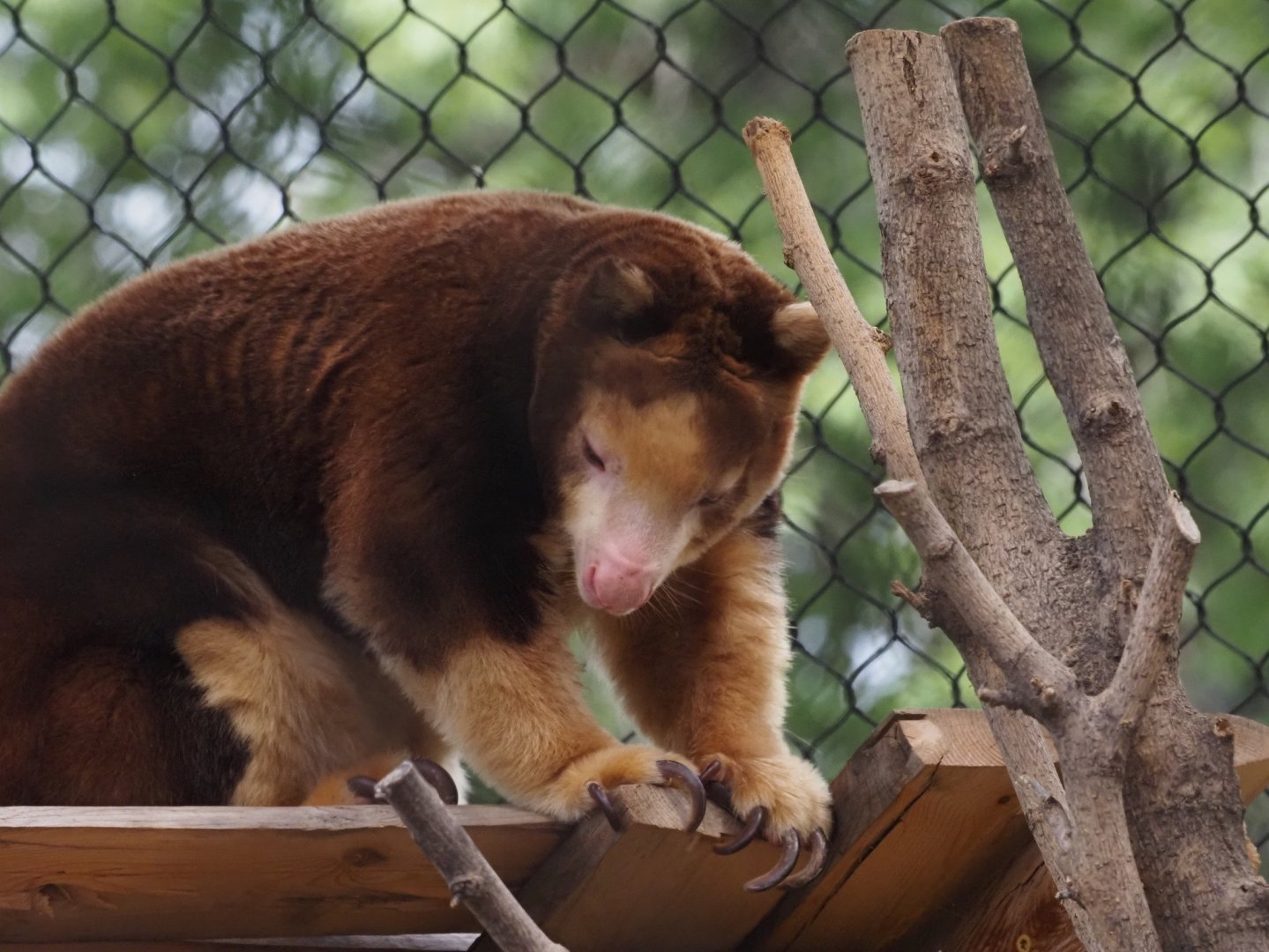 Matschie's Tree Kangaroo