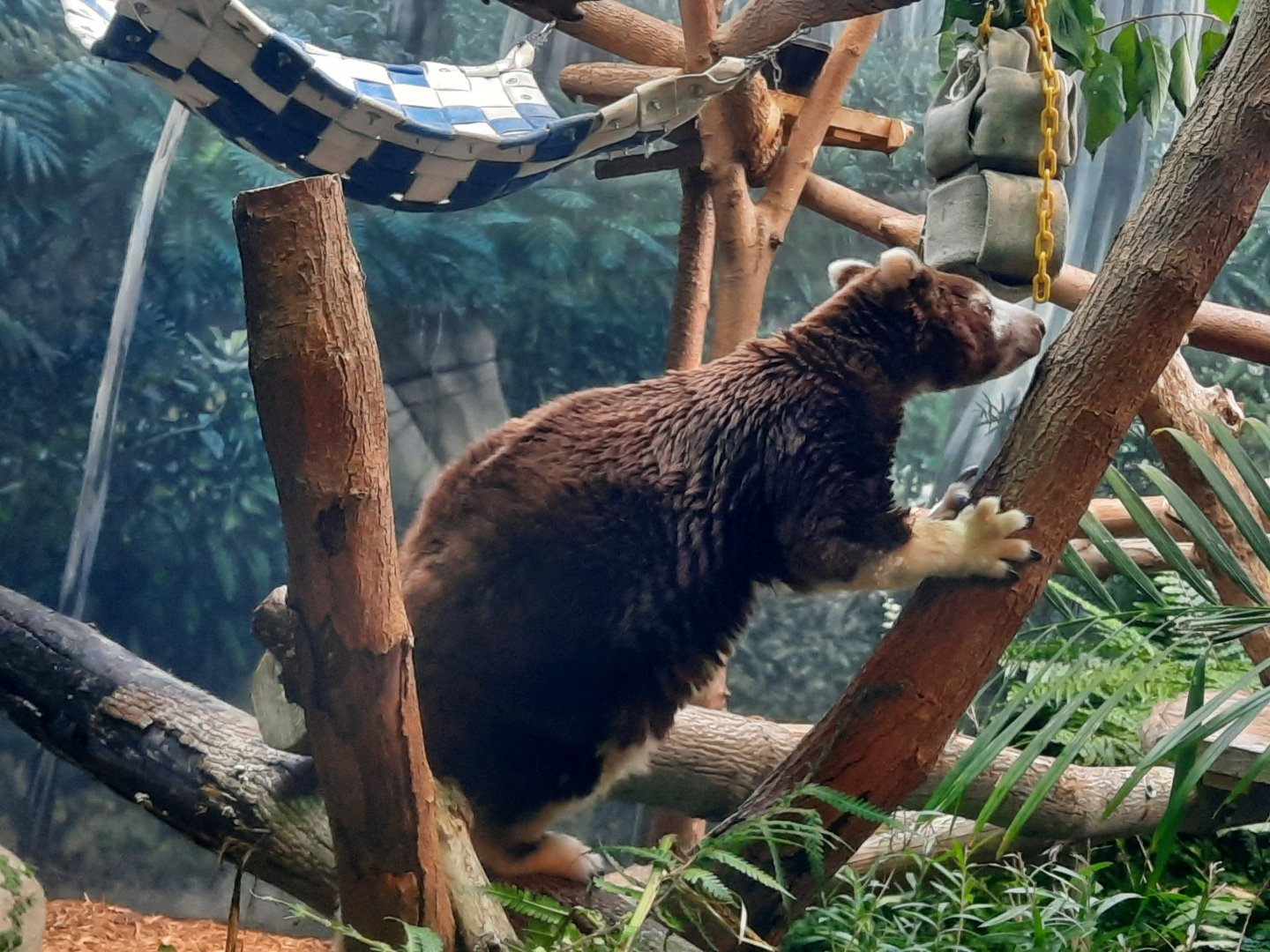Matschie's Tree Kangaroo