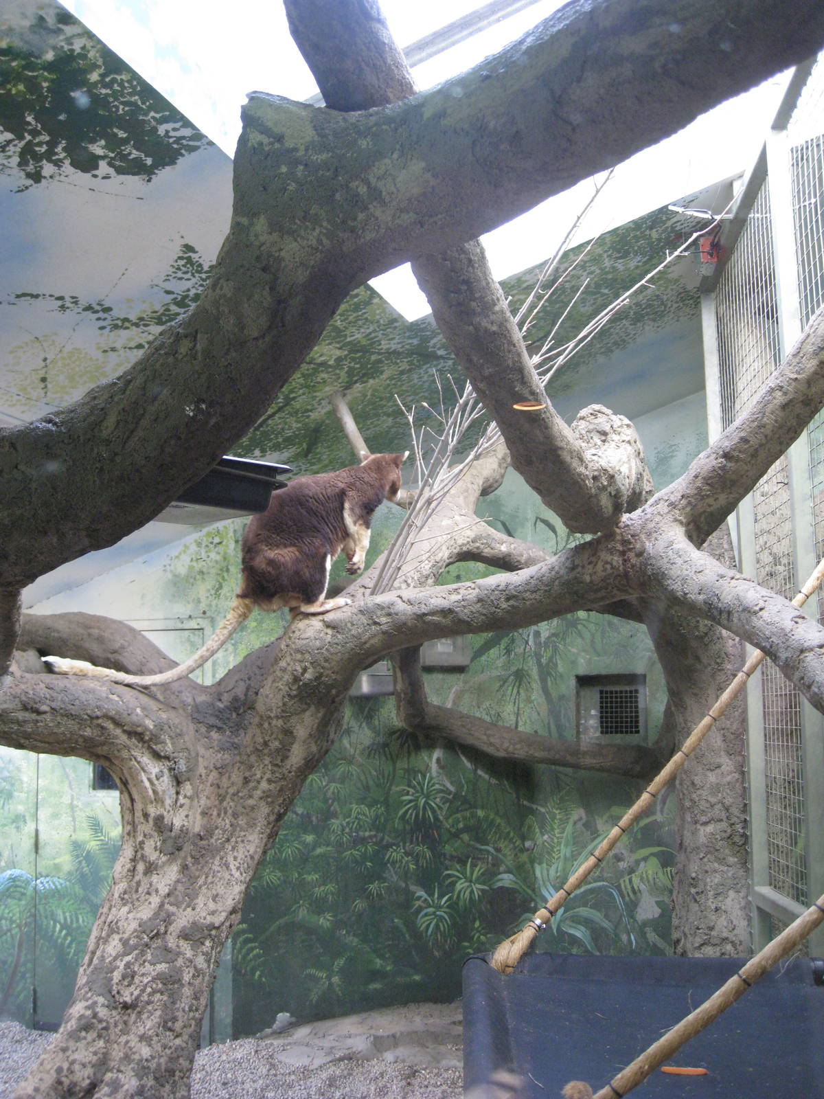 Matschie's Tree-kangaroo