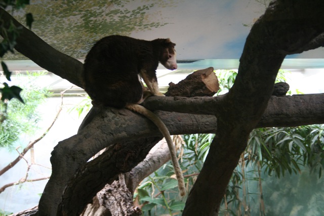 Matschie's Tree-kangaroo