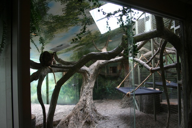 Matschie's Tree-kangaroo