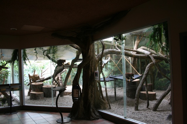 Matschie's Tree-kangaroo