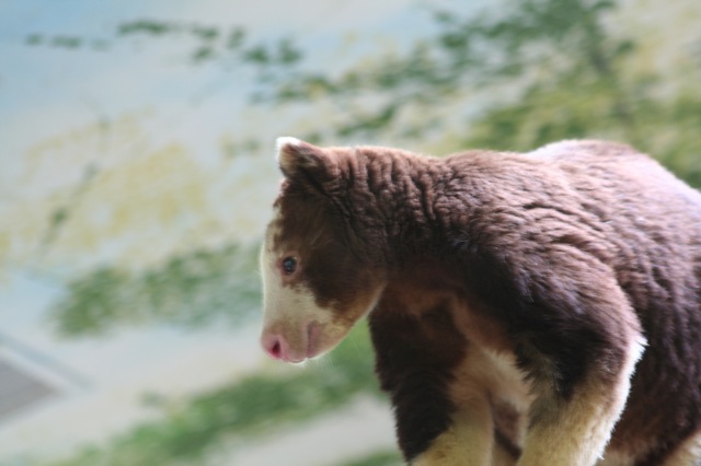 Matschie's Tree-kangaroo