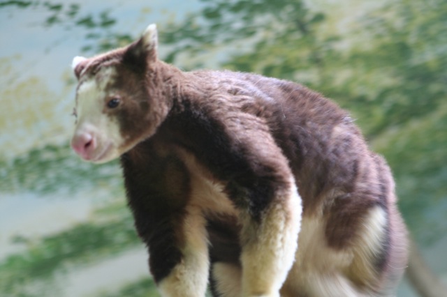Matschie's Tree-kangaroo