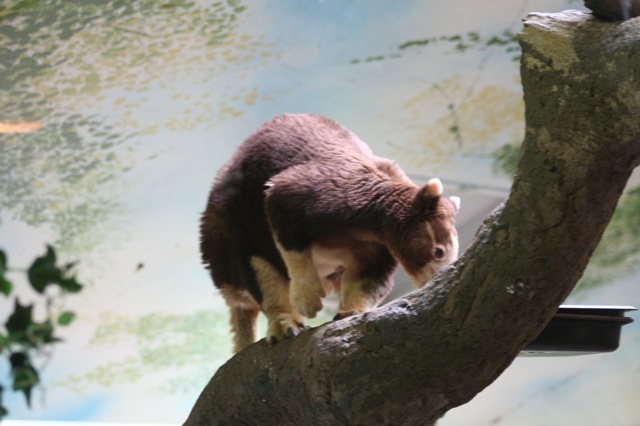 Matschie's Tree-kangaroo