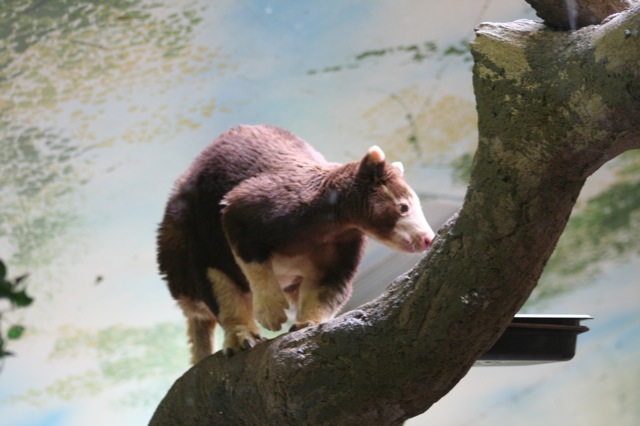 Matschie's Tree-kangaroo