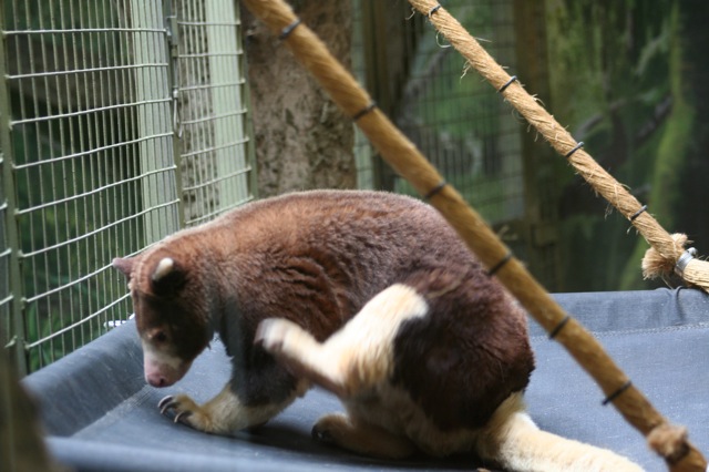 Matschie's Tree-kangaroo