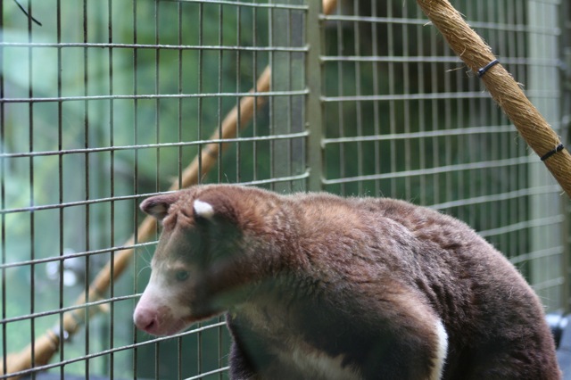 Matschie's Tree-kangaroo