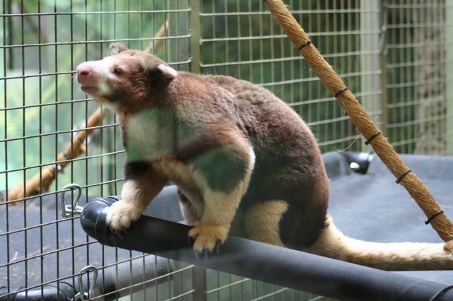 Matschie's Tree-kangaroo